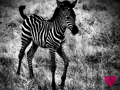 ● zεвяαηετ | love zebras