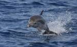 Delfin Delfin