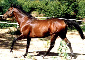 African Steal  (IRE) pm 1982. (African Sky-Damaring 16, Saidam)