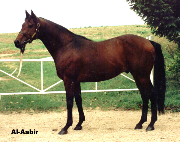 Al-Aabir (GB) pm 1982. (Mill Reef-Rambling Rose, Silly season)