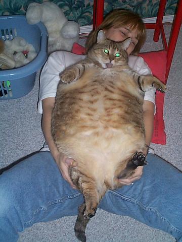 Jerry az 56 kilogrammos macska Maxicoban ltta meg a napvilgot.Reggelire tejszinhabot majszol ebdre 4 kilo csikerhust eszik de