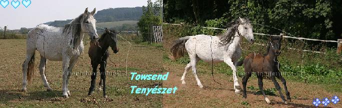                           Towsend Tenyszet
