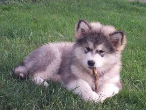 Husky Husky