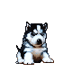 kicsi Husky 300$