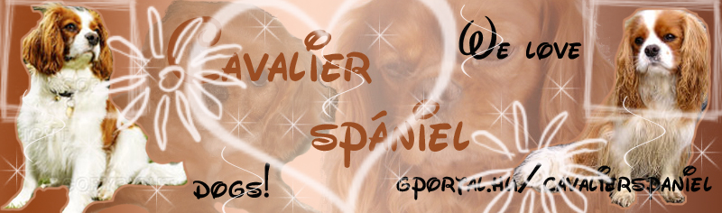 *♥*♥*Cavalier Spniel*♥*♥*
