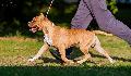http://www.pedigreedatabase.com/american_staffordshire_terrier/dog.html?id=2287435-mysticstaff-general