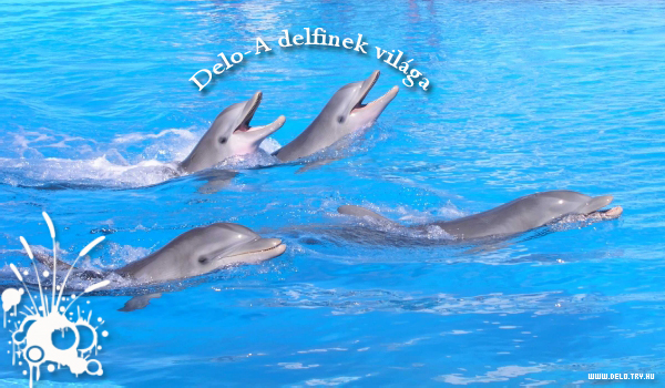 Delo-A delfinek vilga By:Eszter