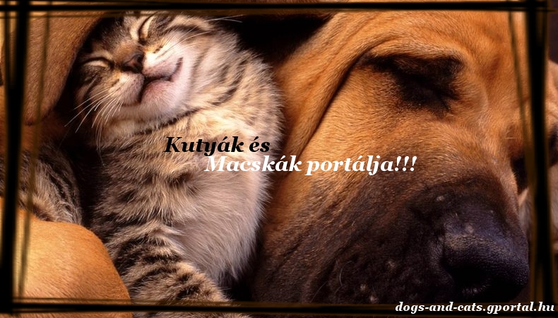 --->Dogs and Cats<---