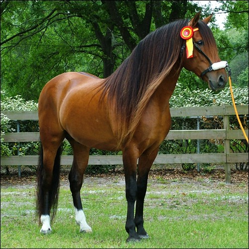 Andaluz Lotenyeszet
