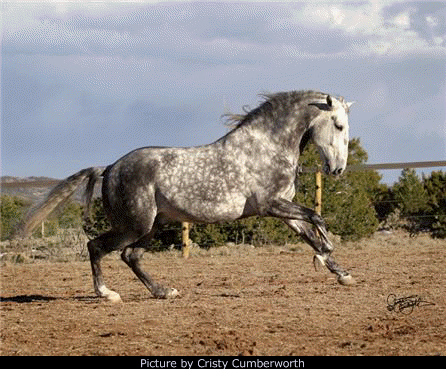 Lusitano