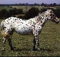 Appaloosa