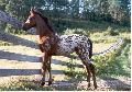 Appaloosa