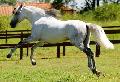 Lusitano