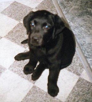 labrador