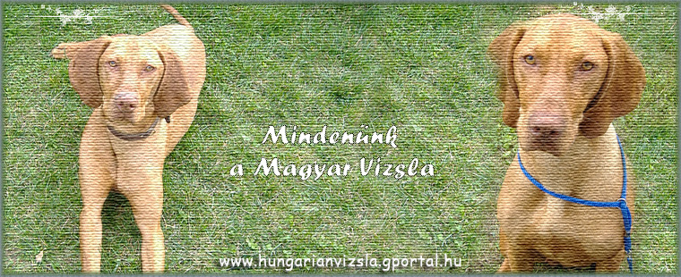 hungarianvizsla--Mindennk a Magyar Vizsla!