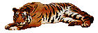 Tigris 43 dollr.