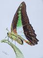 Papilio sarpedon
