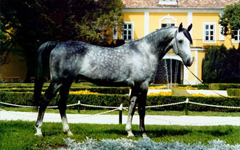 Tammer, 4 ves arab telivr