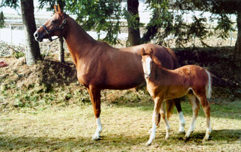 Anya: Rpa 4 ves angol sportl Csik: Glria 5 hnapos angol sportl