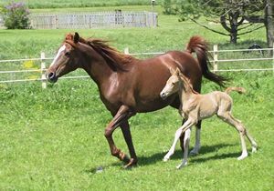 Anya: Tzes 6 ves anglo-arab , Csik: Szlvsz: 2 hnapos anglo-arab csdr Gazdjuk: Klaudia
