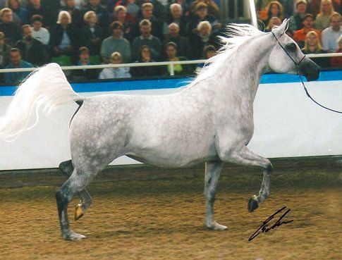 Oflia