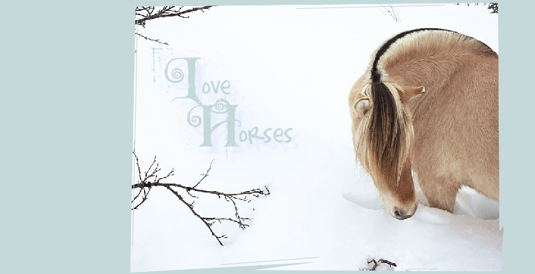 Love Horses - Tudj meg mindent a lovakrl