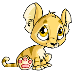 kougra baby