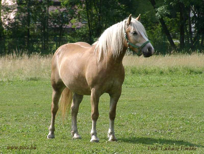 kánya