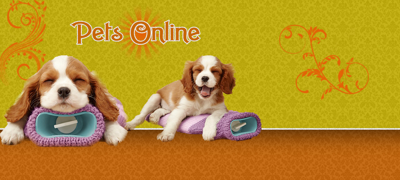 Pets-Online{A vilg legjobb hzikedvencei!}