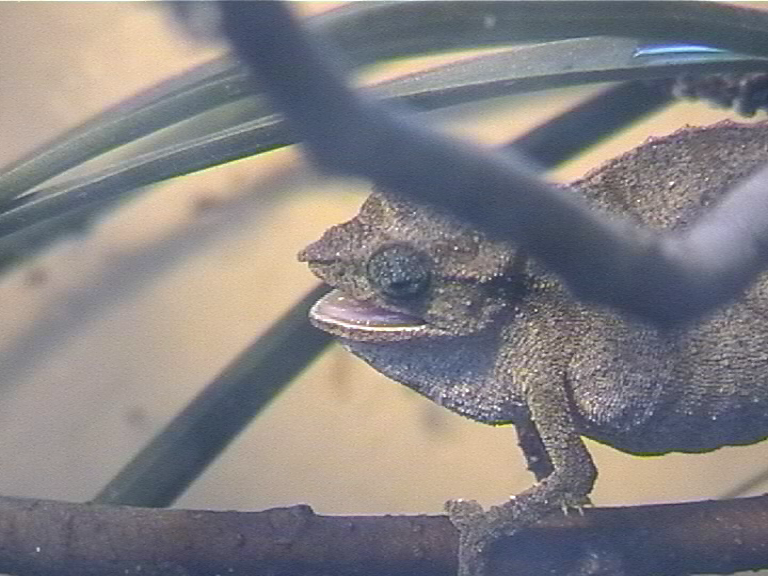 rhampholeon JungleKey.fr Image