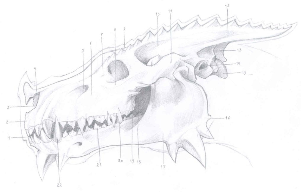 Dragon Zone G Portal