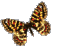pillang