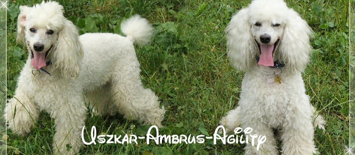 uszkr-Ambrus-agility