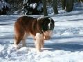 Berni